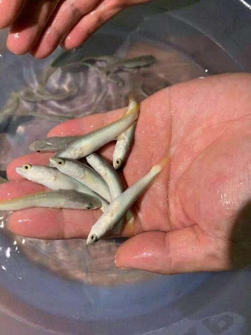 烏龍魚是什么樣子的
