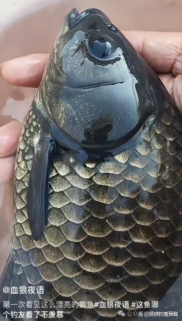 烏龍魚是什么樣子的