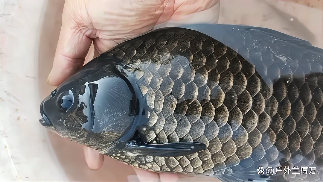烏龍魚是什么樣子的