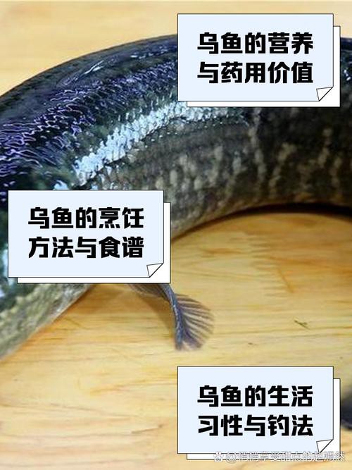 烏龍魚是什么樣子的