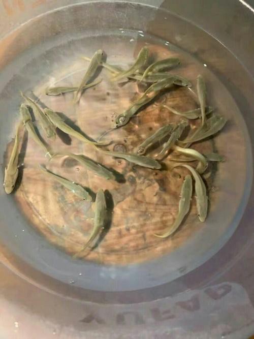 烏龍魚是什么樣子的