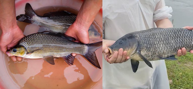 烏龍魚是什么樣子的
