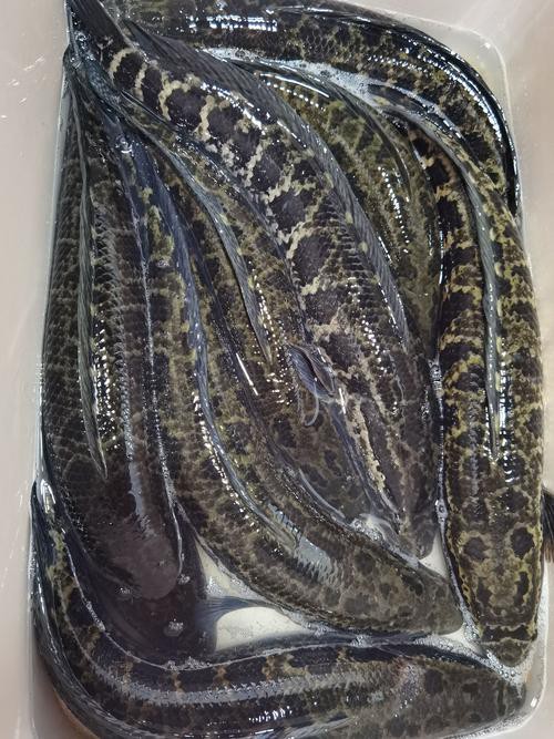 烏龍魚是什么樣子的