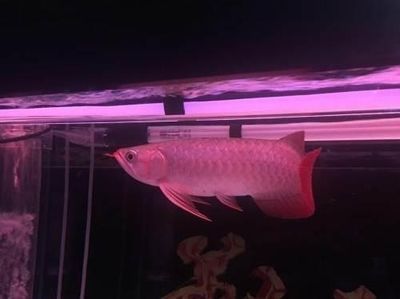紅龍魚長多大開始發色：紅龍魚發色時間分析