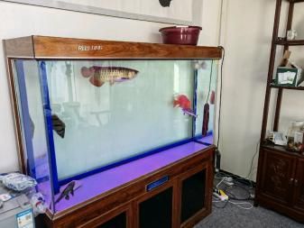 80公分的魚缸能養龍魚嗎：80厘米的魚缸適合養龍魚和虎魚嗎？