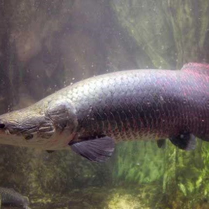 世界上最大的金龍魚是什么樣的魚