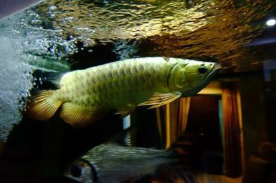 金龍魚(yú)除了小魚(yú)喂還有什么可喂的食物：金龍魚(yú)吃什么食物最好