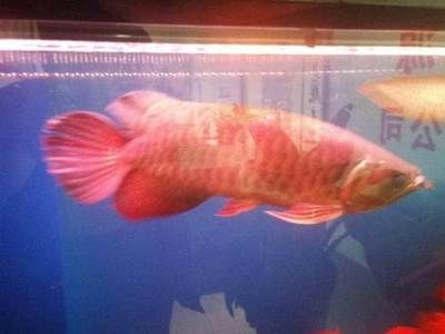 金龍魚多久長到50cm（金龍魚的生長影響因素）