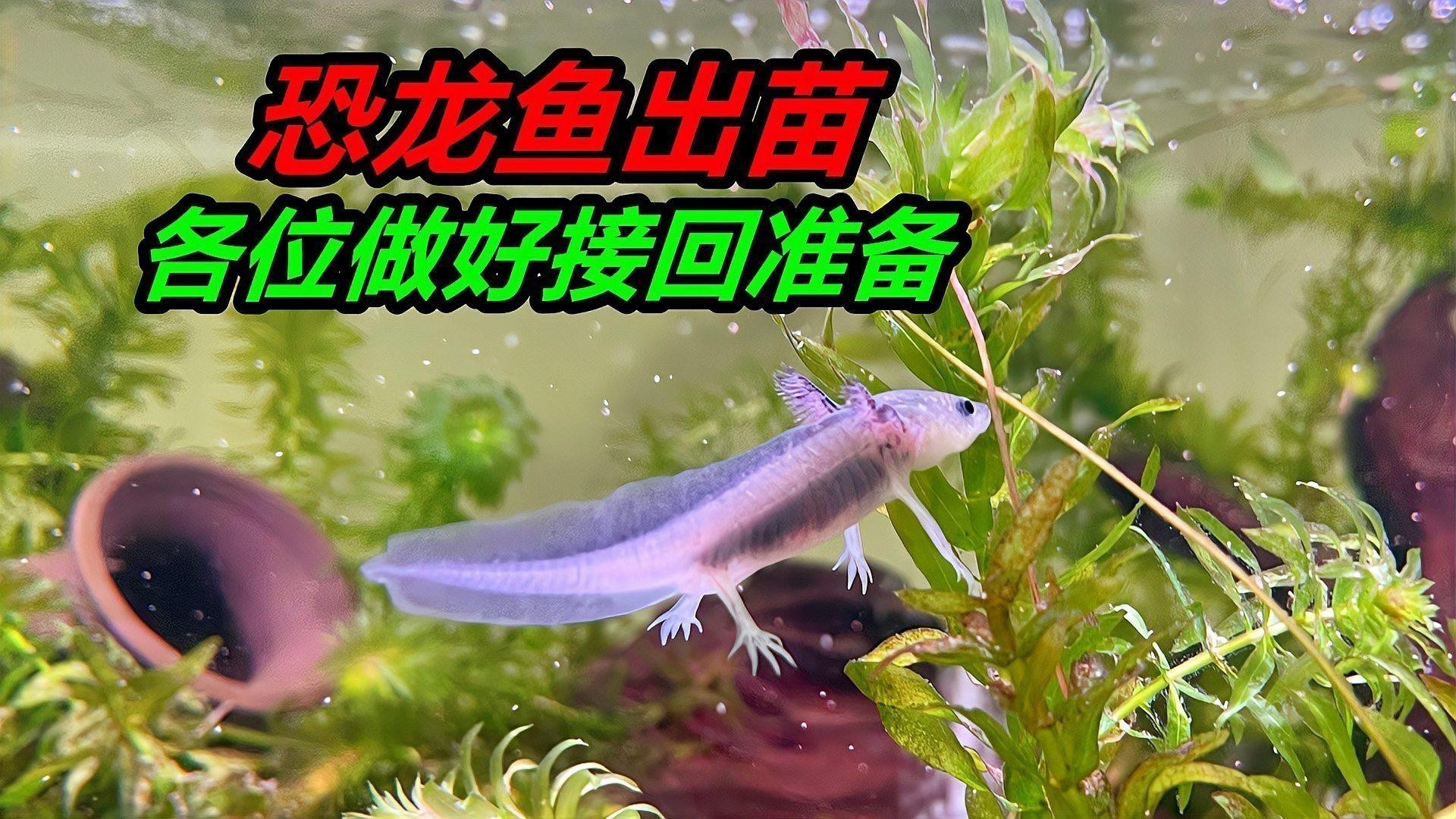 如何判斷六角恐龍魚是否適應(yīng)新環(huán)境？