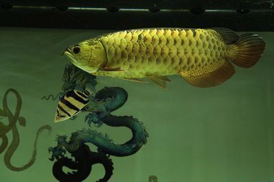 金龍魚象征著什么，金龍魚作為一種文化符號(hào)，承載著深厚的吉祥寓意和美好的祝愿