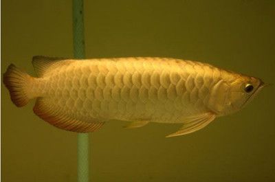 金龍魚做掉眼手術后可能會出現一些并發癥，如感染疼痛等：金龍魚做掉眼手術后可能會出現一些并發癥，如感染、疼痛等