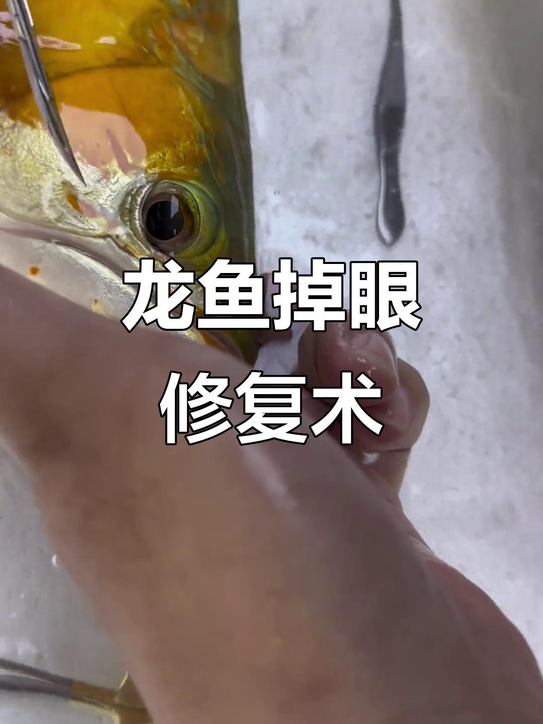 龍魚掉眼能恢復嗎？