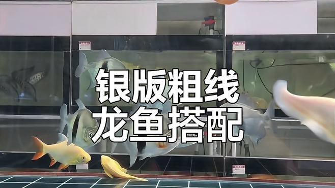 粗線銀板和龍魚混養