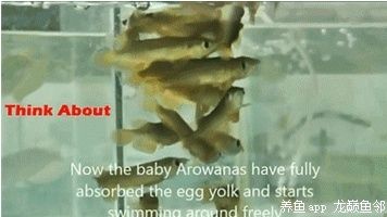 龍魚魚卵怎么孵化：關于龍魚魚卵孵化的詳細步驟