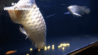 龍魚魚卵怎么孵化：關于龍魚魚卵孵化的詳細步驟