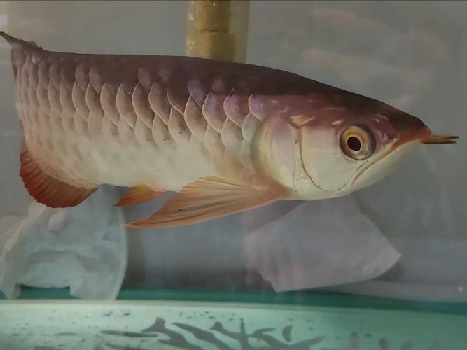 給我一些金龍魚品相評價的圖片示例