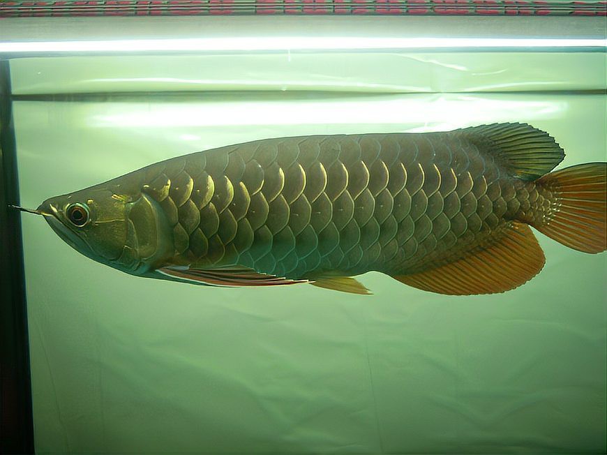 給我一些金龍魚品相評價的圖片示例