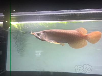 大湖龍魚是什么意思，：大湖龍魚是一種特定品種的淡水觀賞魚主要分布在印尼的圣塔倫大湖地區