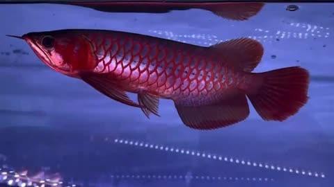 血紅龍魚的市場價格波動大嗎？