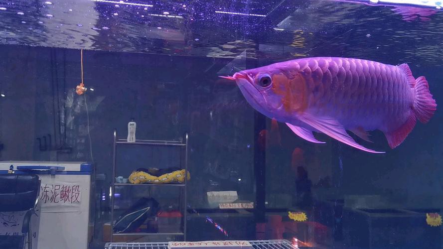 【沈陽(yáng)龍魚(yú)價(jià)格沈陽(yáng)龍魚(yú)圖片沈陽(yáng)龍魚(yú)轉(zhuǎn)讓】