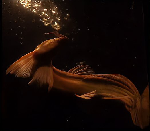 浙江龍魚是什么魚種的