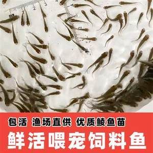 龍魚喂凍蝦和活魚哪個好吃：喂龍魚凍蝦和活魚之間需要考慮多個因素，營養成分、口感鮮美