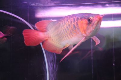 龍魚缸側(cè)燈正確擺放：龍魚缸側(cè)燈最佳角度設(shè)置