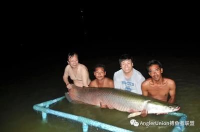 巨骨舌魚和金龍魚區(qū)別