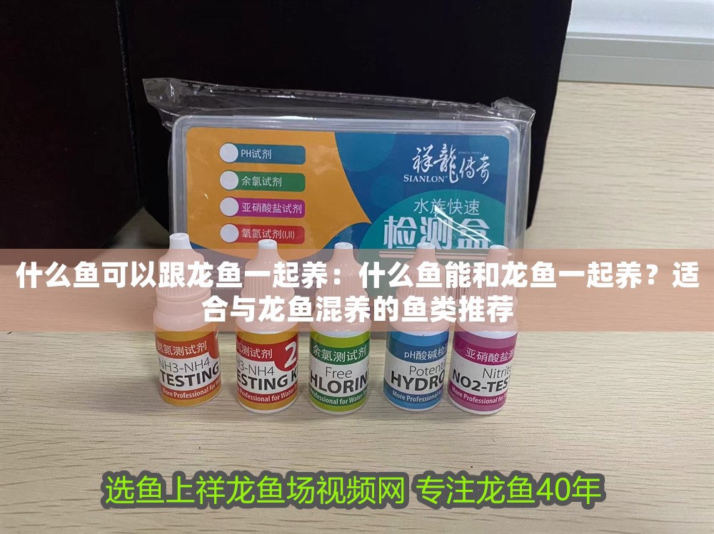 什么魚可以跟龍魚一起養：什么魚能和龍魚一起養？適合與龍魚混養的魚類推薦