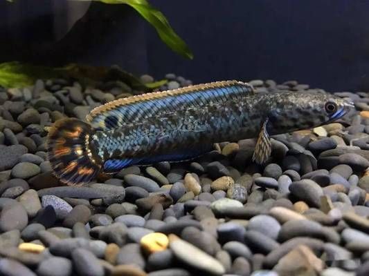 好看的雷龍魚（雷龍魚品種推薦：巴卡雷龍是最貴的品種之一，巴卡雷龍最貴）