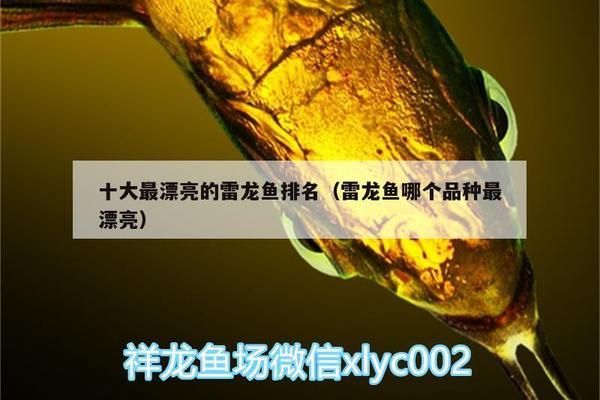 好看的雷龍魚（雷龍魚品種推薦：巴卡雷龍是最貴的品種之一，巴卡雷龍最貴）
