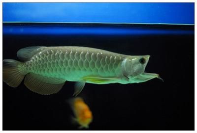 龍魚張大嘴 像打哈欠一樣：為什么龍魚張大嘴像打哈欠一樣？