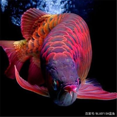 養龍魚的方法大全：養龍魚的方法大全，