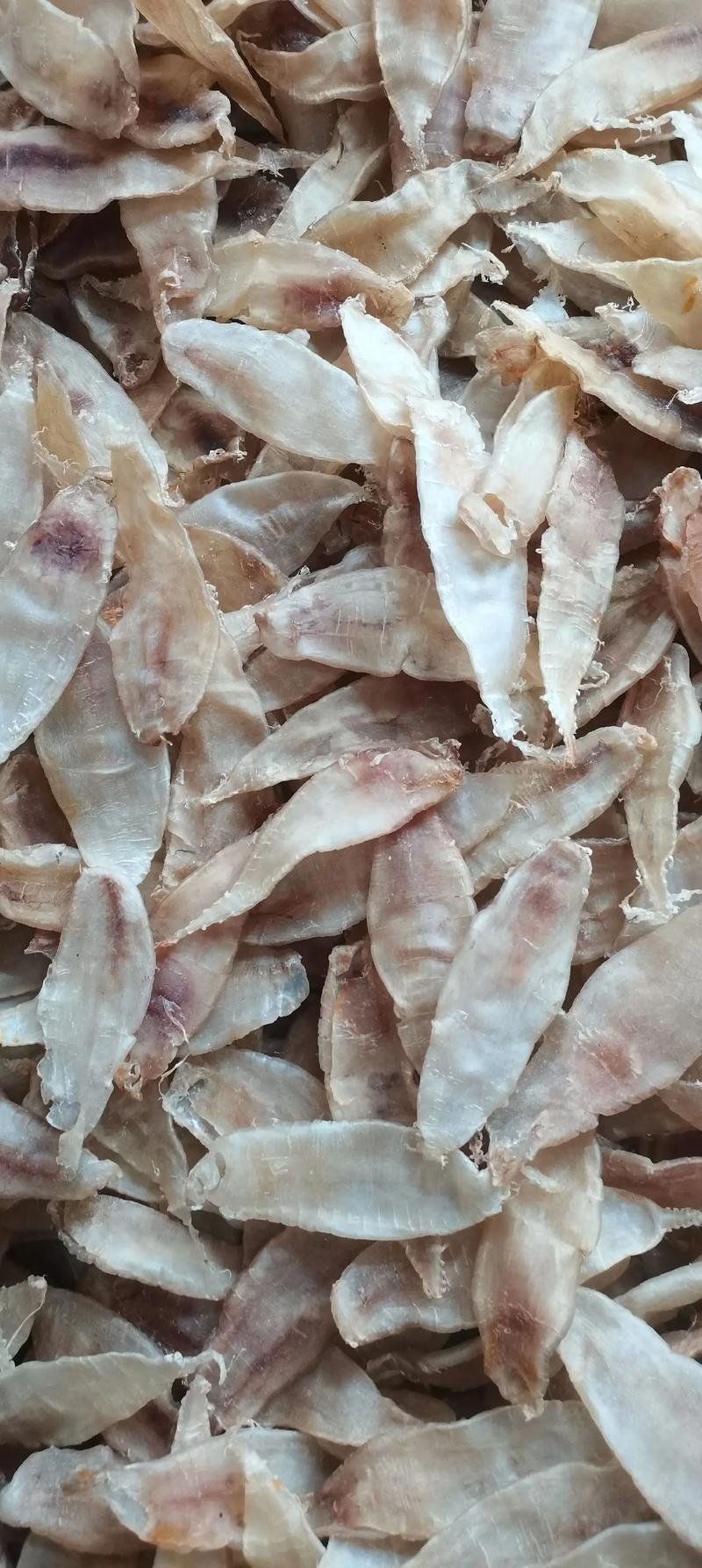 小金龍魚膠多少錢一斤