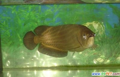 龍魚怎樣飼養和管理：龍魚的飼養和管理技巧