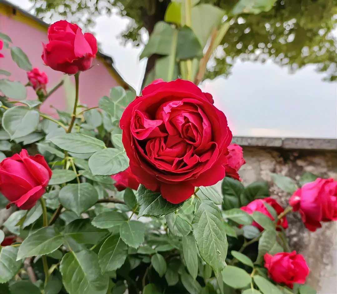 如何判斷紅龍盆栽是否需要施肥？