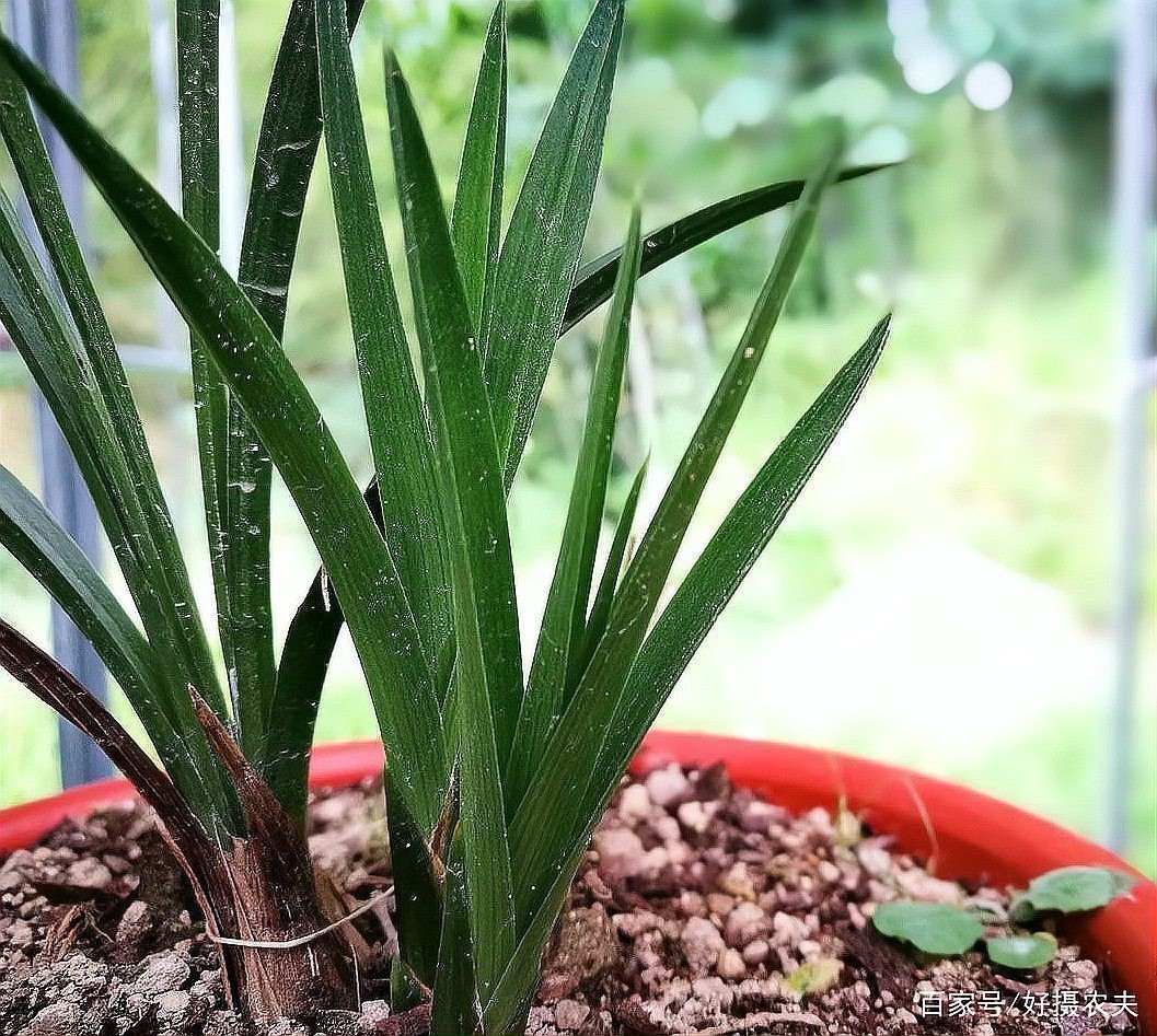 如何判斷紅龍盆栽是否需要施肥？