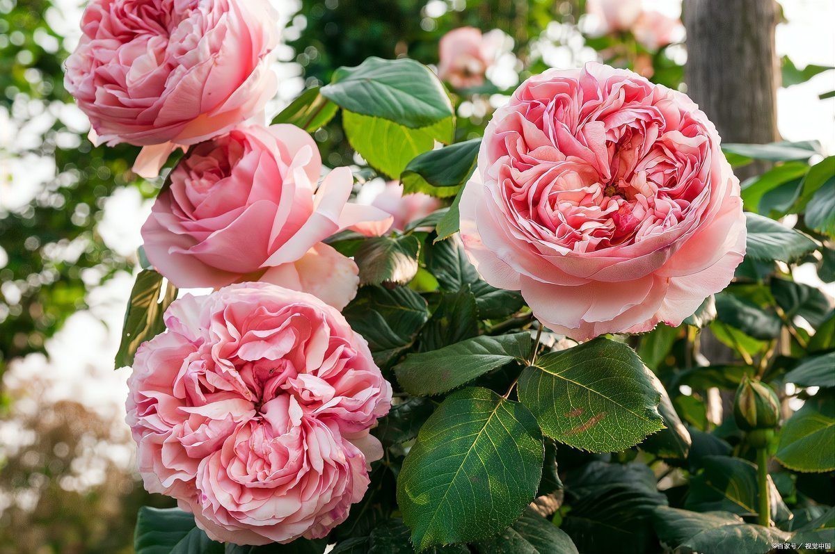 如何判斷紅龍盆栽是否需要施肥？