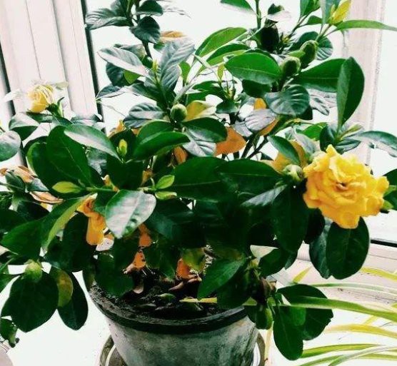 如何判斷紅龍盆栽是否需要施肥？