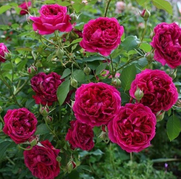 如何判斷紅龍盆栽是否需要施肥？