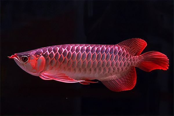 龍魚掉尾手術風險大嗎？