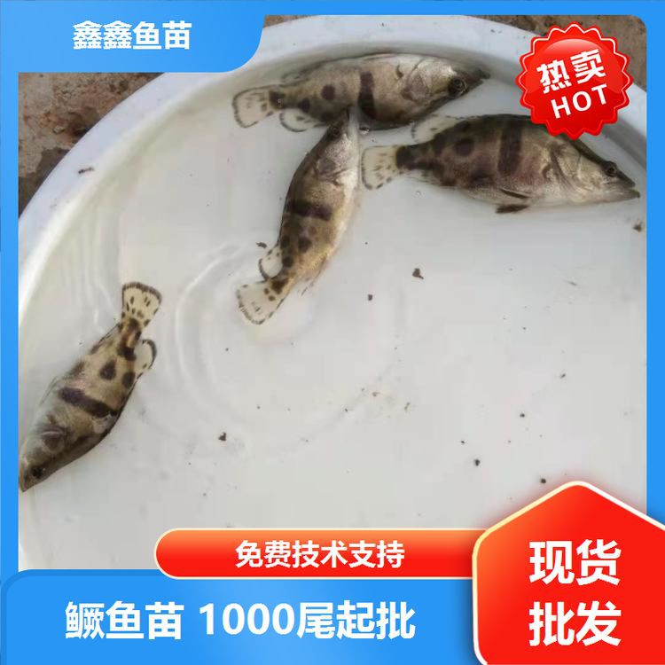 金華魚(yú)苗批發(fā)市場(chǎng)