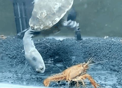 金龍魚吃活小龍蝦：30cm以上的金龍魚，每天2至3條體形稍大的小魚