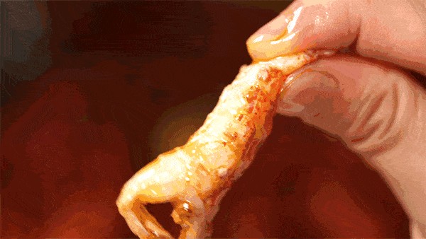 金龍魚吃活小龍蝦：30cm以上的金龍魚，每天2至3條體形稍大的小魚