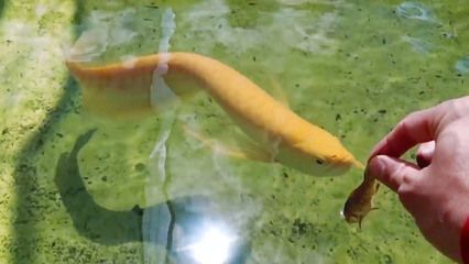 金龍魚進食時間多久：金龍魚的進食時間和頻率主要取決于它們的生長階段和飼養者的喂養習慣