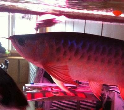 哈爾濱紅龍魚生產廠家在哪里（哈爾濱市洪蕾水族館）