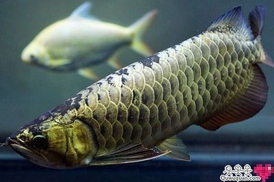 世界上最貴的血紅龍魚是什么魚（世界上最貴的血紅龍魚）
