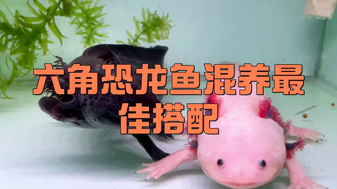 推薦幾款適合六角龍魚混養的魚缸