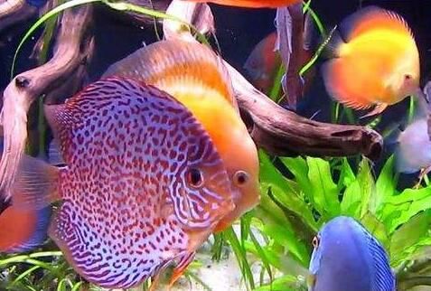 七彩神仙魚配龍魚好嗎：七彩神仙魚和龍魚可以混養嗎