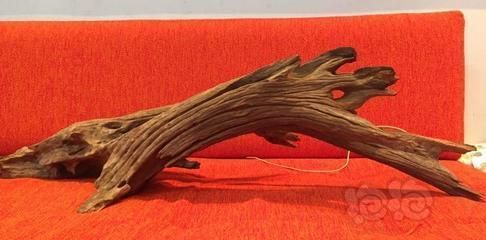 龍魚缸里放沉木水草好嗎？（在龍魚缸中加入沉木和水草，建議您仔細(xì)考慮這些因素）